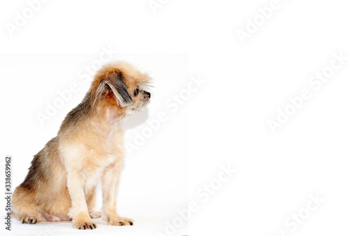 Sitting dog look the other way. Mixed breed dog isolated on white background. Mixed by Shih Tzu and Pomeranian. Short haired dog