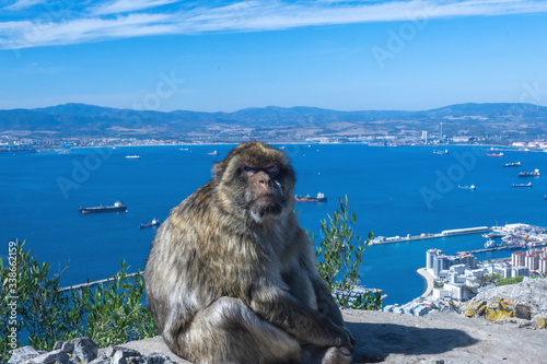 Affe in Gibraltar © Andy Tetlak