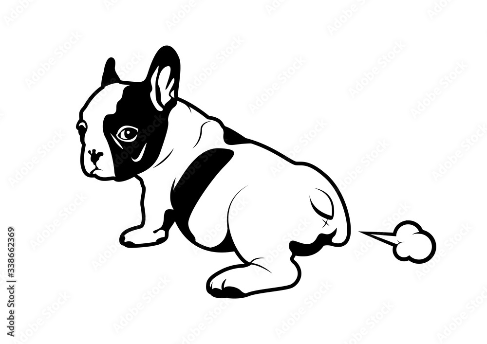 Cute black & white french bulldog puppy is farting and look ! what this ...