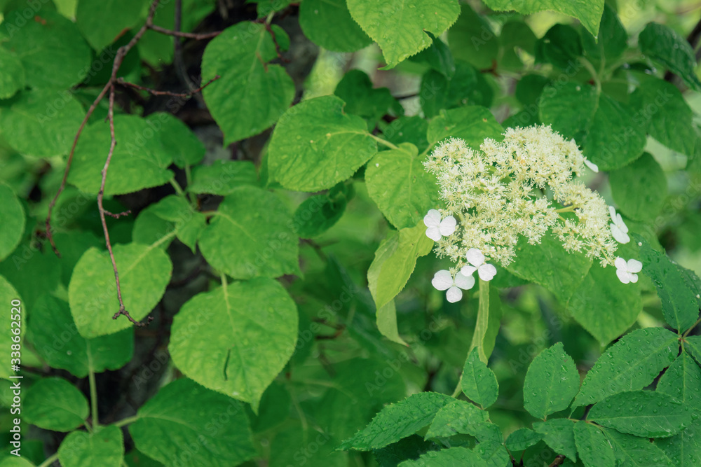 紫陽花 紫陽花