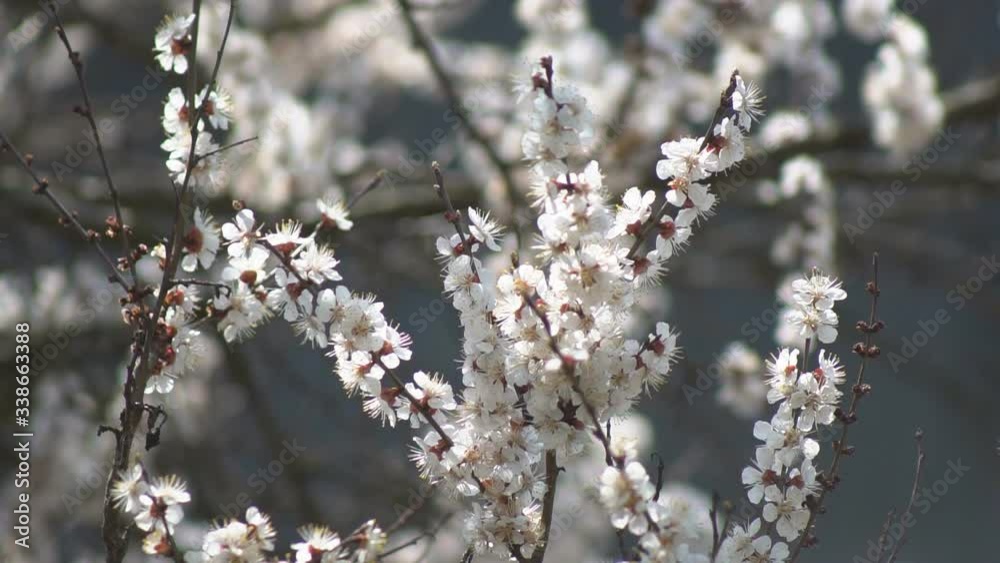 White flower Apricot with raindrops on the petals, flowering in the garden of Apricot trees, against the background of blooming white flowers. Nature. Flower close up. White flower Apricot with raindrops on the petals, flowering in the garden of Apricot trees, against the background of blooming white flowers. Nature. Flower close up.
