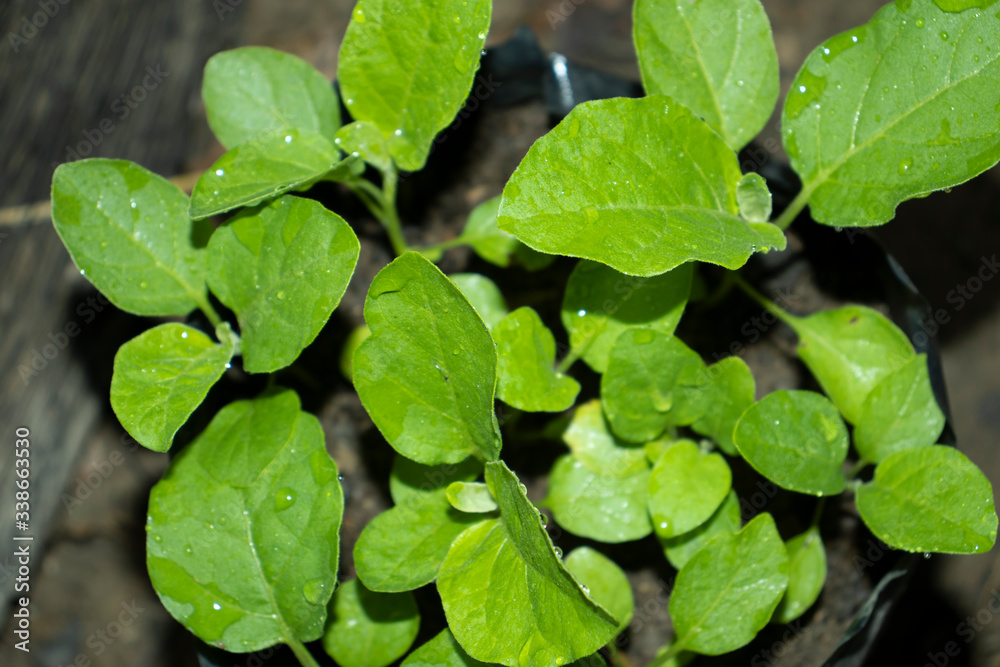 Fototapeta premium close up of green leaves