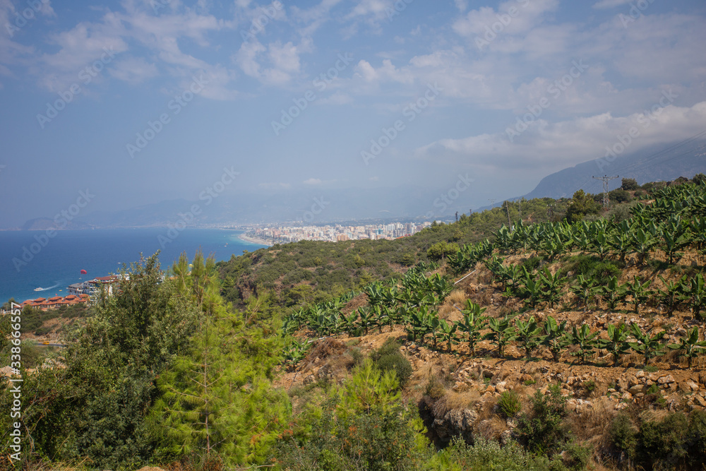 Banana plantation in Alanya Turkey