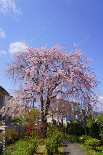 2020年4月11日東京都八王子市の「団地で撮影したしだれ桜」２ 