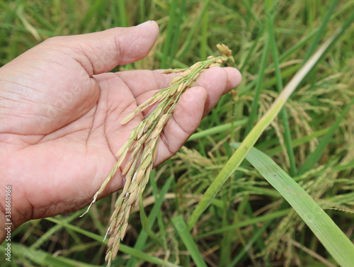 Hand of woman touching a rice in the paddy field of Thailand.