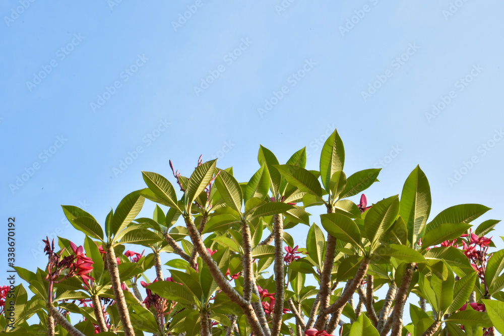 Plumerias or Temple Trees Plumerias or Temple Trees