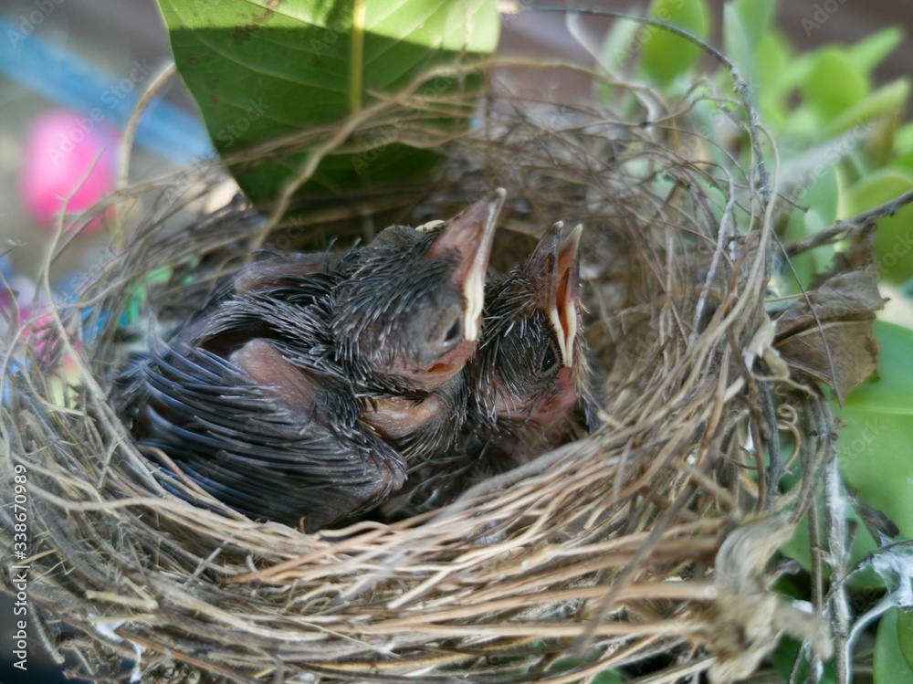 Baby birds in a nest on a tree branch close up in spring in sunlight Baby birds in a nest on a tree branch close up in spring in sunlight