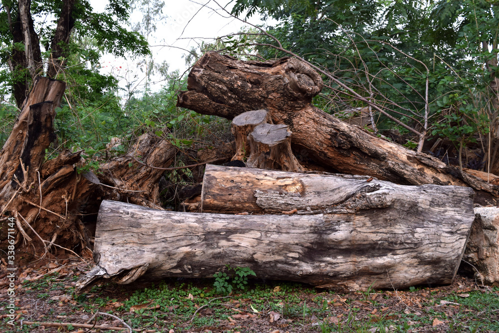 Many log piles because of the deforestation Many log piles because of the deforestation