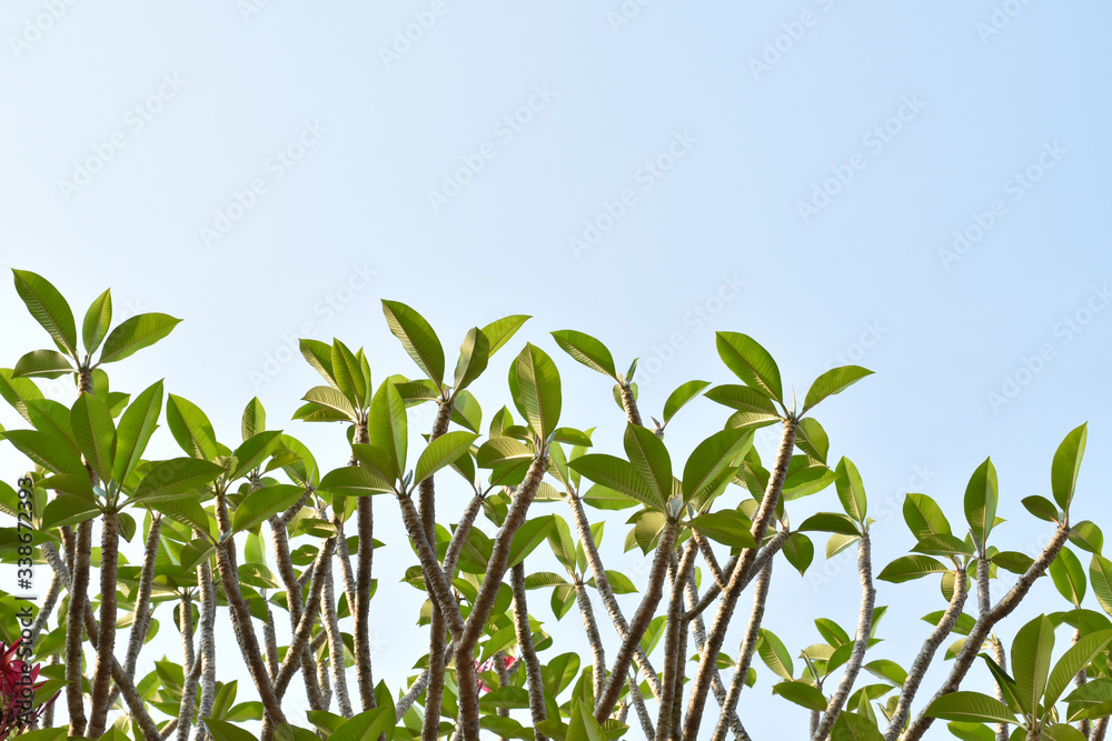 Plumerias or Temple Trees Plumerias or Temple Trees