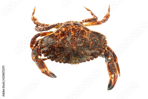 live crab isolated on white background