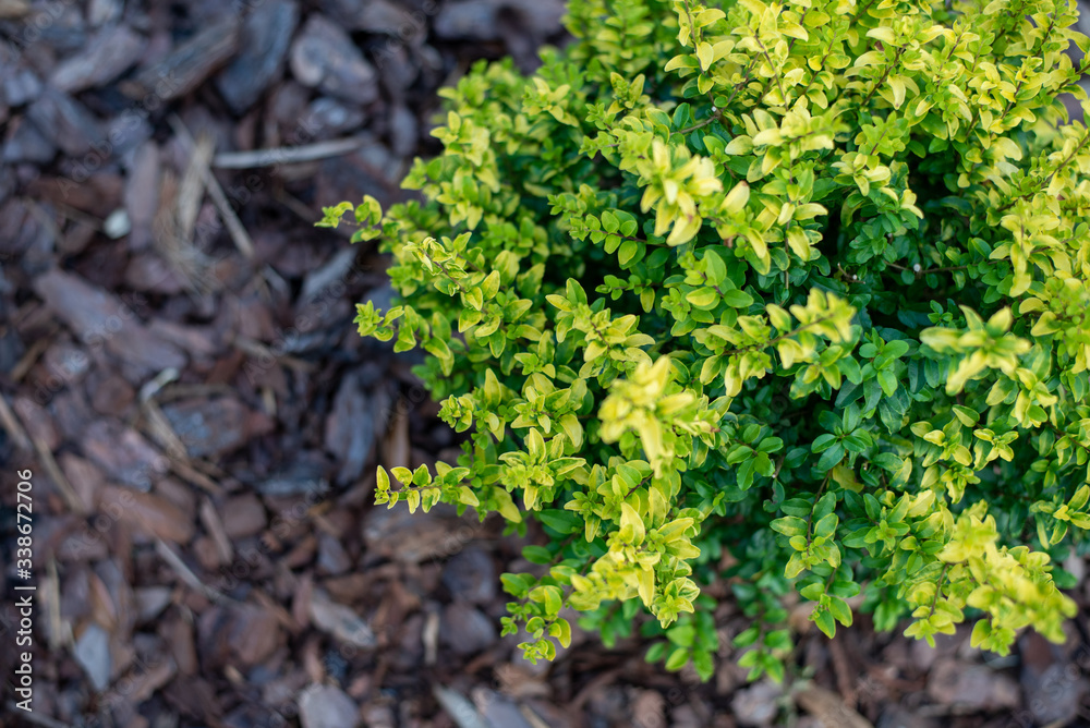 Sunshine ligustrum, a small privet decorative shrub with bright yellow and lime leaves	
