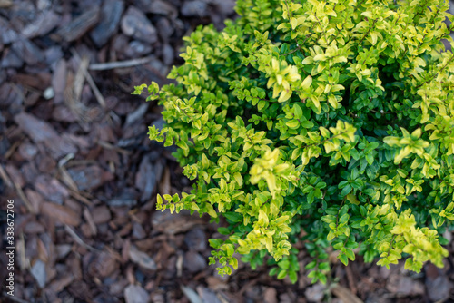Sunshine ligustrum, a small privet decorative shrub with bright yellow and lime leaves	
