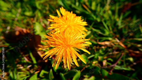 yellow dandelion flower