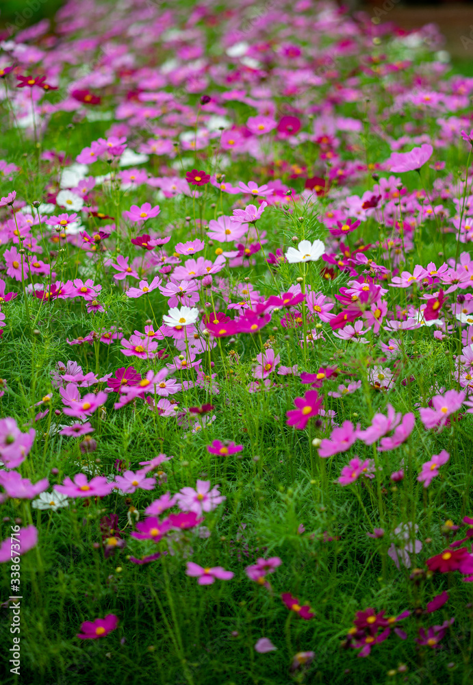 Obraz premium Pink cosmos flowers blooming in the field