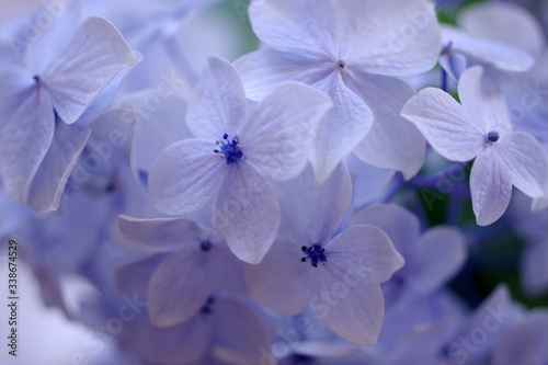 Wallpaper Mural hydrangea flowers
 Torontodigital.ca