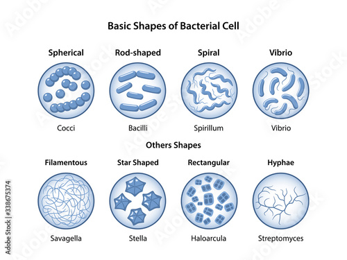 Basic shapes of bacteria. Microbiology. Types of shapes: spherical, rod-shaped and spiral. Bacteria in magnifying glass. Vector illustration in flat style isolated over white background