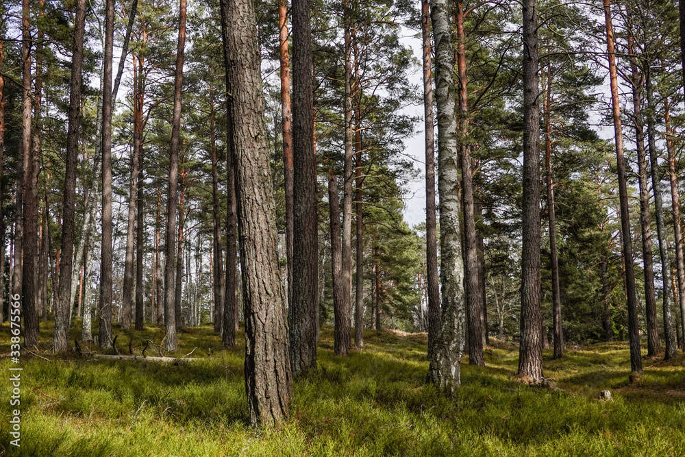 Stockholm, Sweden  A forest on the island of Ingaro in the Stockholm archipelago.