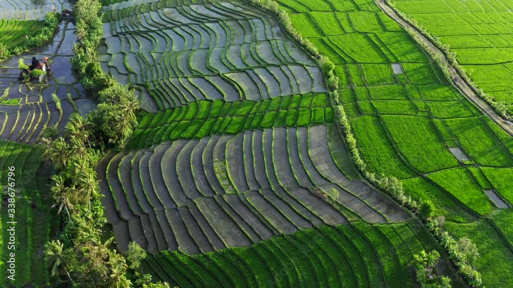 Beautiful Aerial Shot Of Planting Rice On Big Field Filled By Water. Clouds Reflecting In The Water. Travel concept. Flying Towards An Epic Sunset With Reflections. Bali, Indonesia Beautiful Aerial Shot Of Planting Rice On Big Field Filled By Water. Clouds Reflecting In The Water. Travel concept. Flying Towards An Epic Sunset With Reflections. Bali, Indonesia