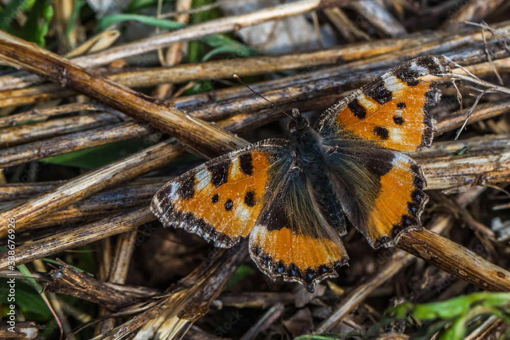 Large tortoiseshell (Nymphalis polychloros)