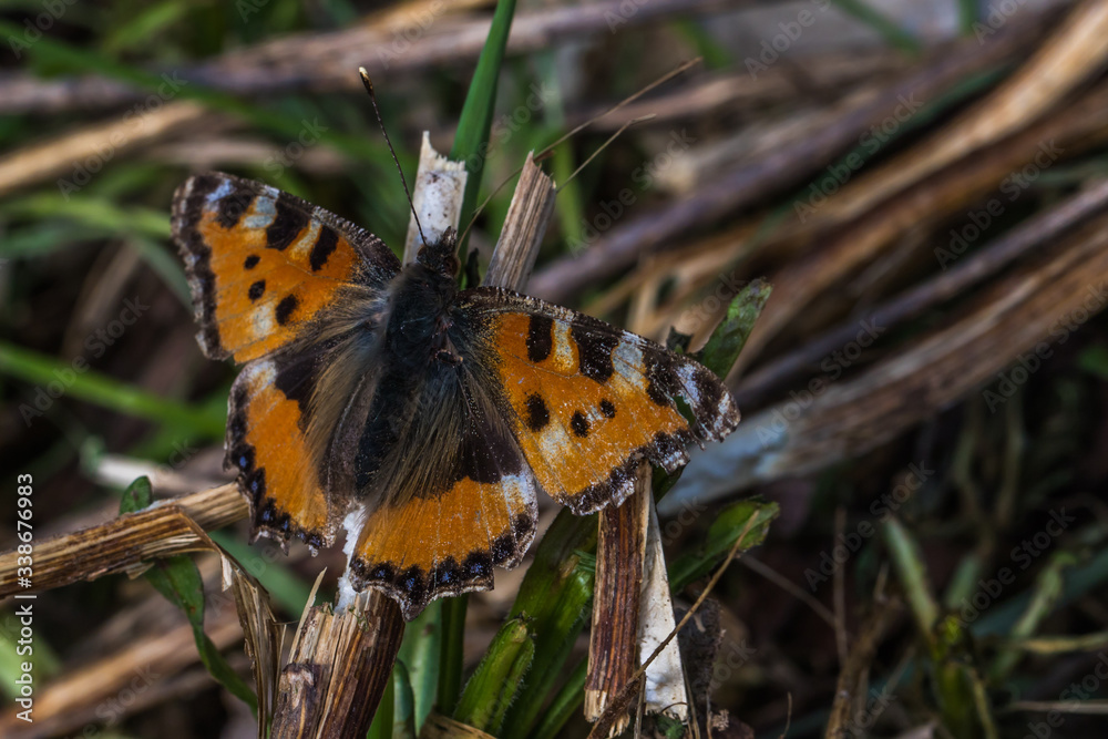 Large tortoiseshell (Nymphalis polychloros)