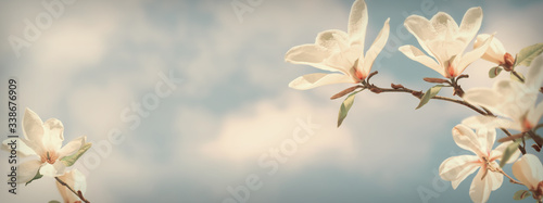 Spring blooming white magnolia flowers against the magic clouds sky. Vintage banner.