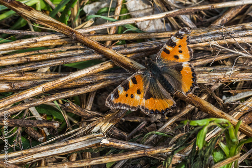 Obraz na płótnie Large tortoiseshell (Nymphalis polychloros) w salonie