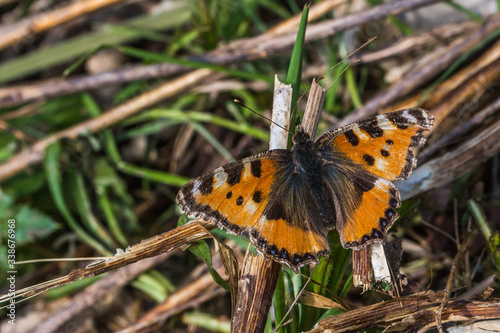 Obraz na płótnie Large tortoiseshell (Nymphalis polychloros) w salonie