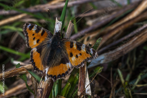 Obraz na płótnie Large tortoiseshell (Nymphalis polychloros) w salonie