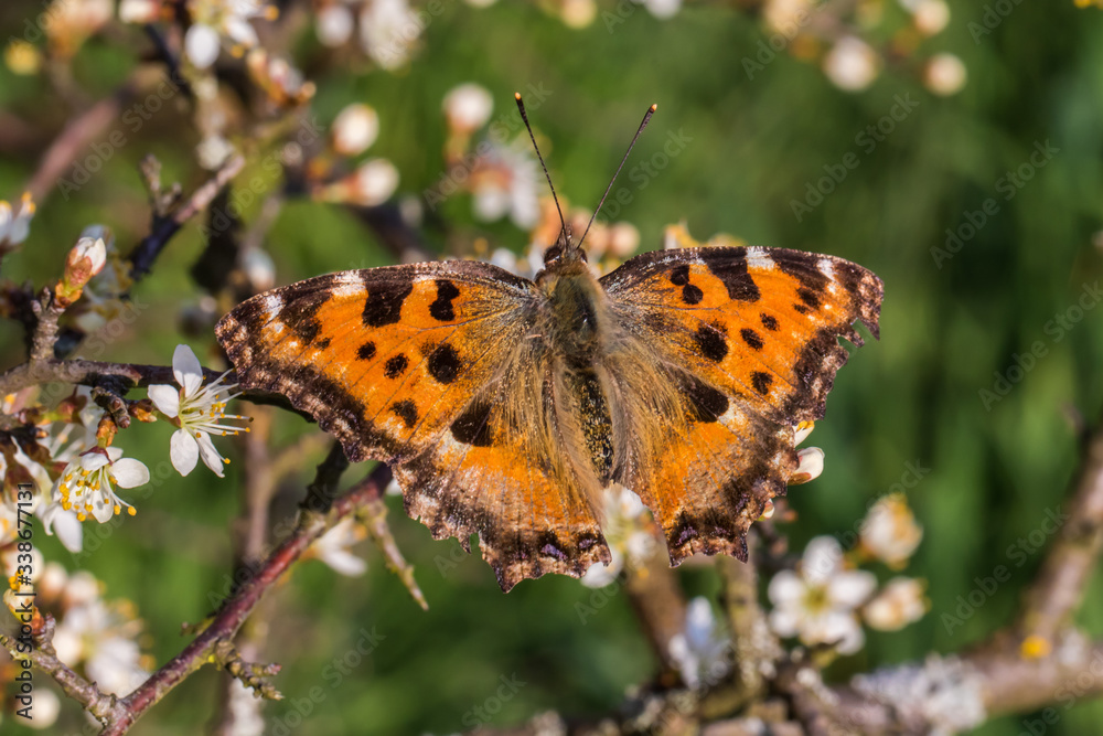 Large tortoiseshell (Nymphalis polychloros) Large tortoiseshell (Nymphalis polychloros)