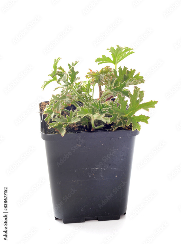 Pelargonium capitatum in studio Pelargonium capitatum in studio