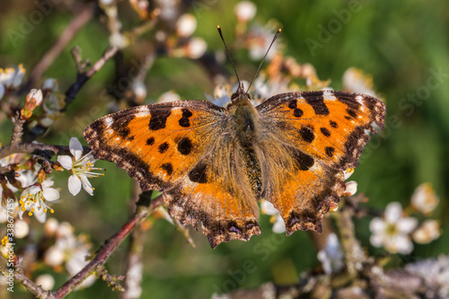 Large tortoiseshell (Nymphalis polychloros)