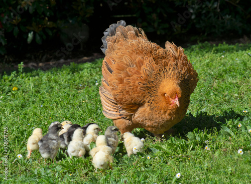 brahma chicken and chicks photo
