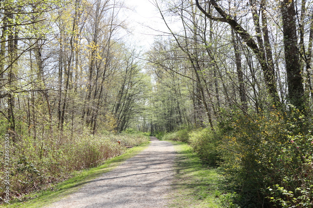Obraz premium Shadow trees over pathway 