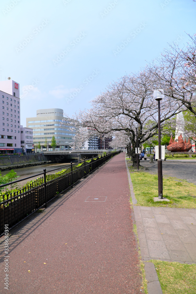 桜の木が咲く遊歩道と憩いの場