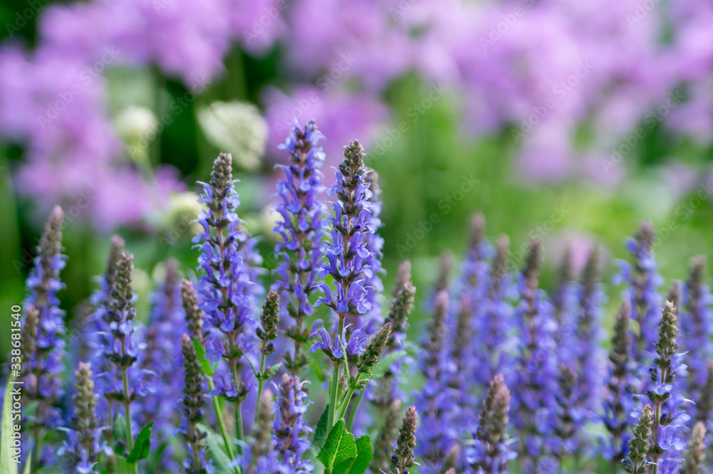 Sage in the summer garden Sage in the summer garden