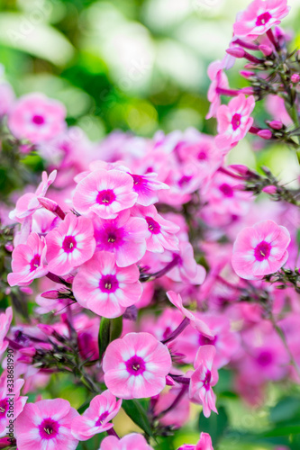 Pink phlox in the summer garden