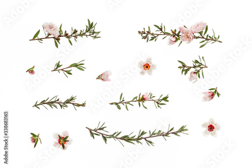 collection of New Zealand manuka tree flowers in bloom isolated on white background