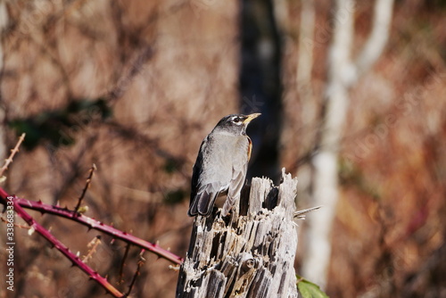 North american robin sat on tree stump