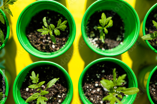 Gardening. Young plants of vegetables (tomato seedlings) in green pots with soil. ya yellow background. View from above