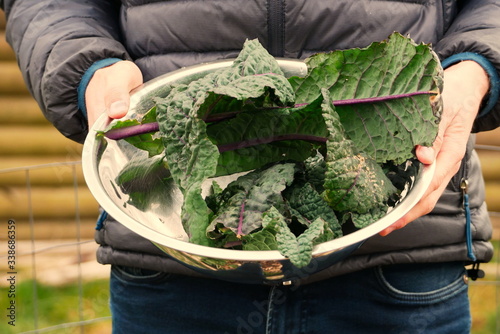 Man holding a bowl of freshly harvested home-grown kale in a garden