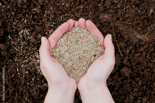 Hands holding seeds over rich brown soil