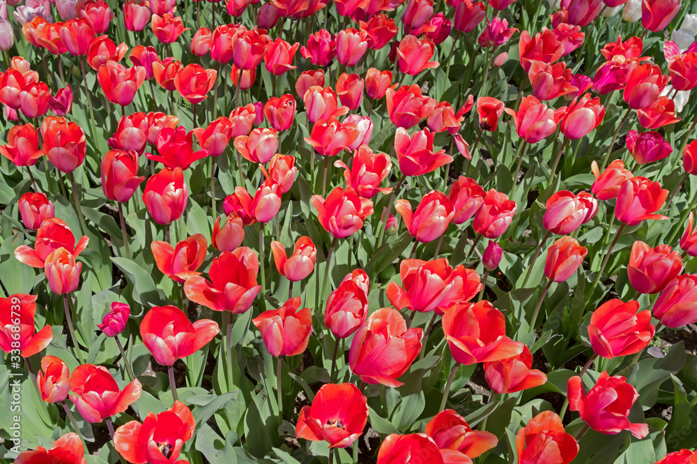 flowerbed of tulips spring flowers