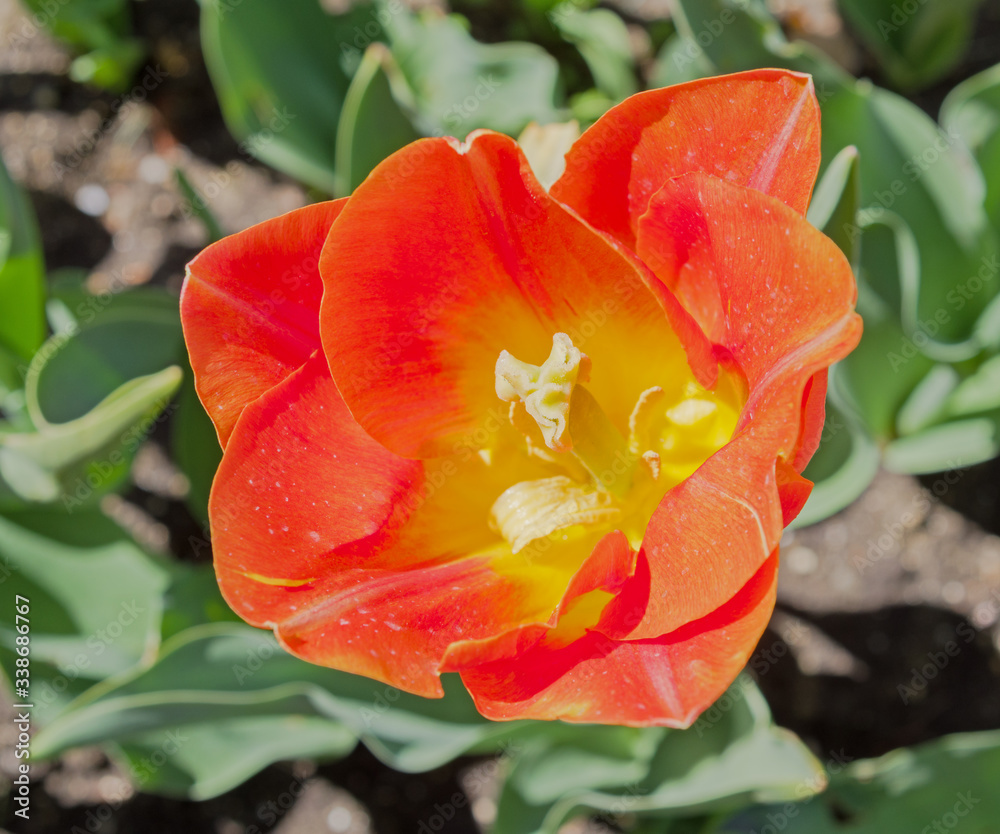 flowerbed of tulip spring flowers flowerbed of tulip spring flowers