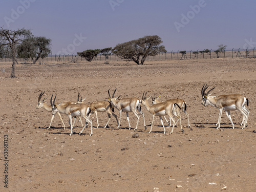 Small herd of Arabian sand gazelle, Gazella marica, Al Wusta Wildlife Reserve, Oman