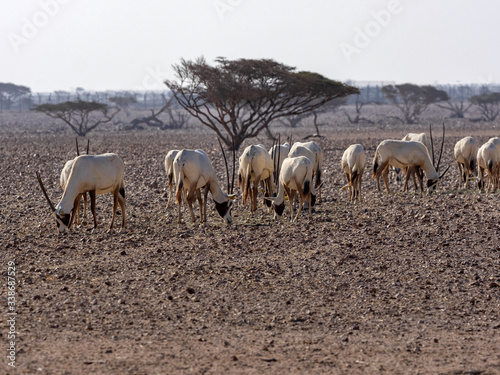 Breeding group Arabian Oryx, Oryx leucoryx, Al Wusta Wildlife Reserve, Oman