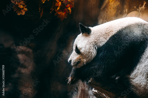 Chinese giant panda on tree