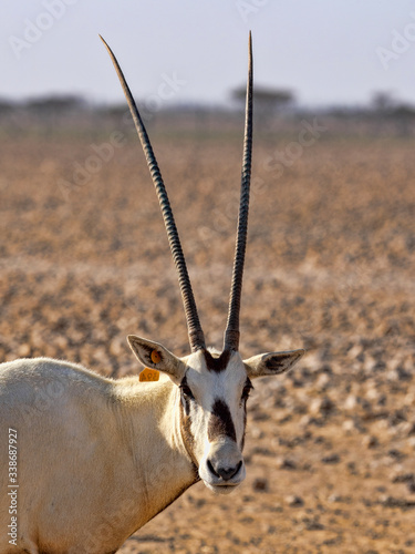 Portrait of a rare Arabian Oryx, Leucoryx Oryx, Al Wusta Wildlife Reserve, Oman photo