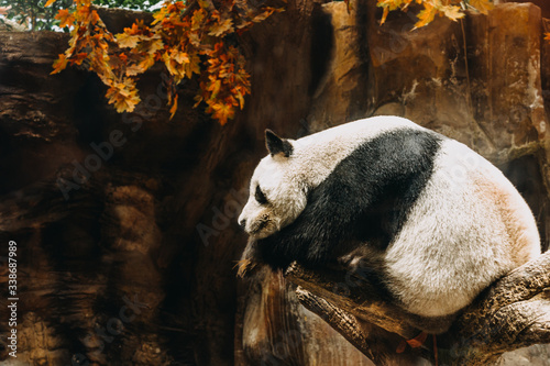 Chinese giant panda on tree