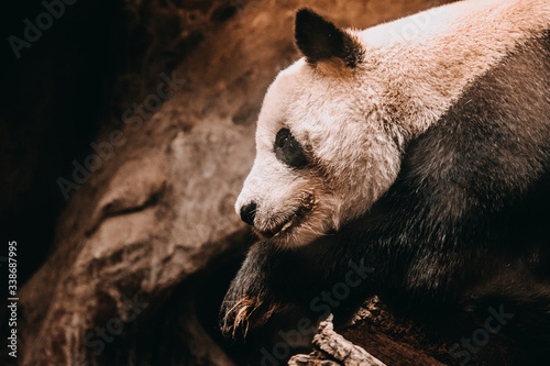 Chinese giant panda on tree