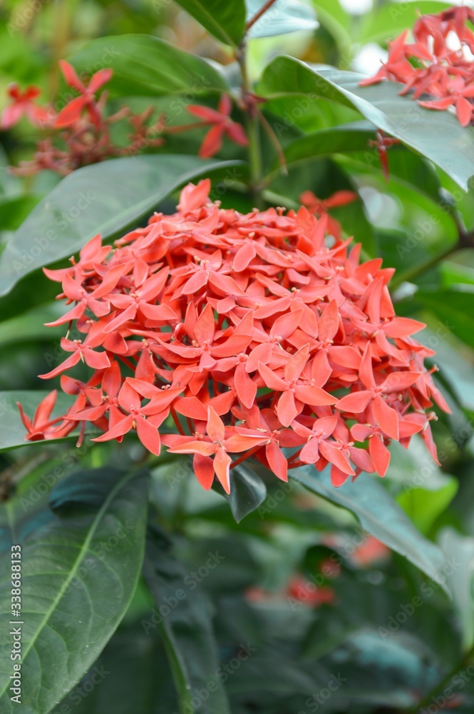 red Ixora coccinea flower in nature garden red Ixora coccinea flower in nature garden